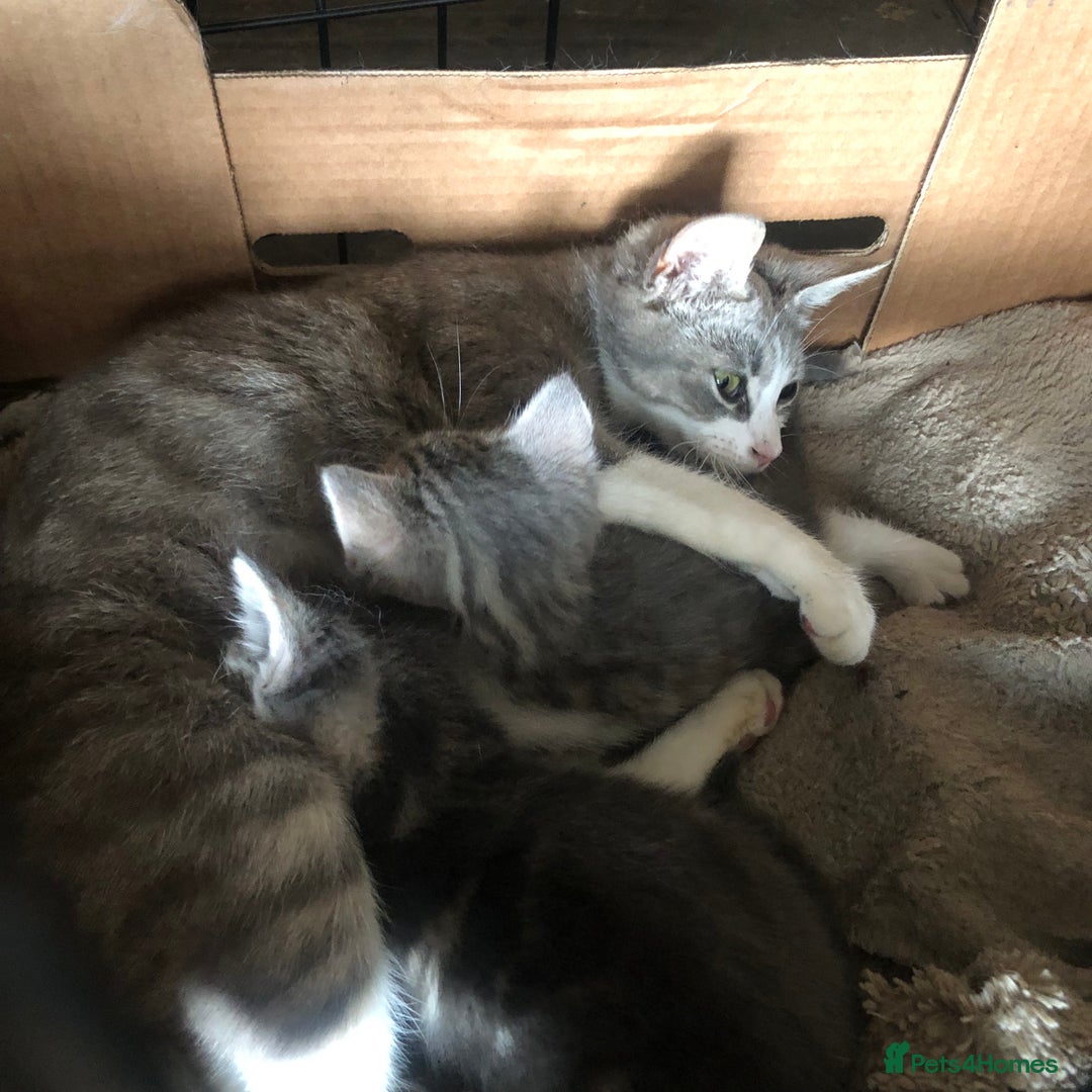 Mixed Breed cats for sale: Rescued feral farm kittens  - Image 19