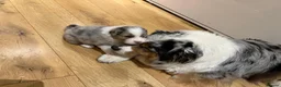 Australian Shepherd dogs for sale: Australian Shepherd Puppies - Advert 30
