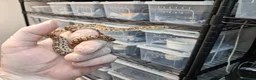 Boa Snake reptiles for sale: Argentina Rainbow Boa's Male & Females - Advert 2