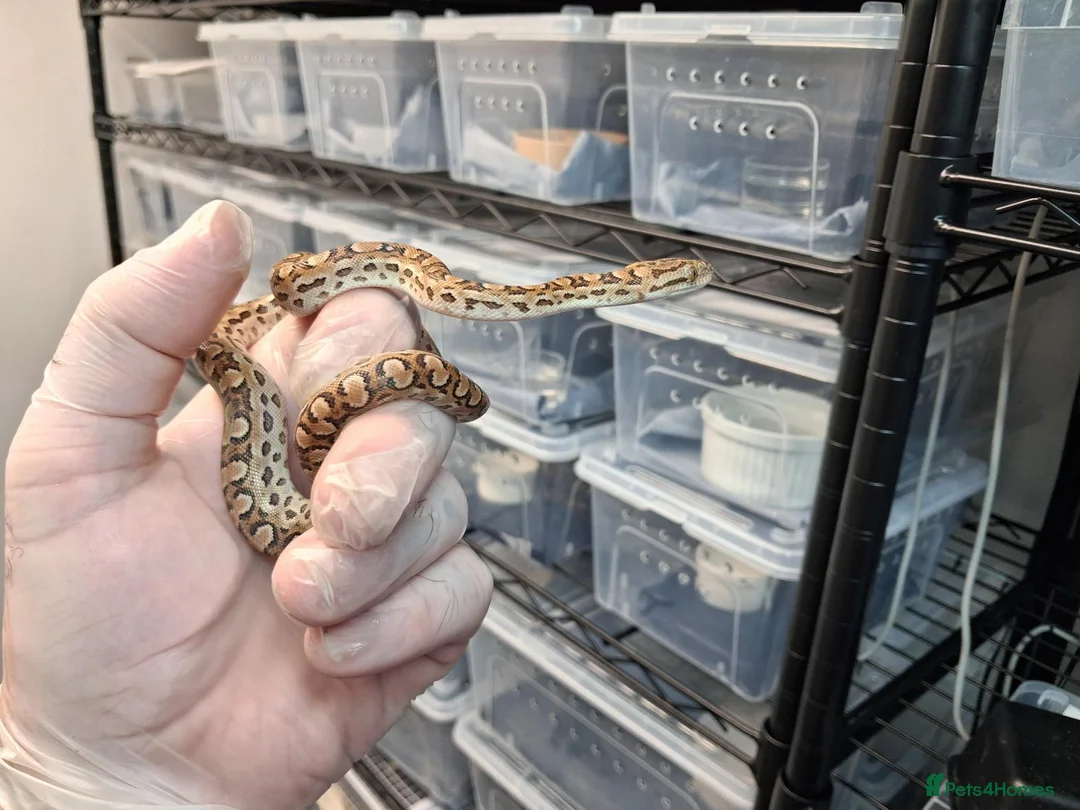 Boa Snake reptiles for sale: Argentina Rainbow Boa's Male & Females - Advert 2
