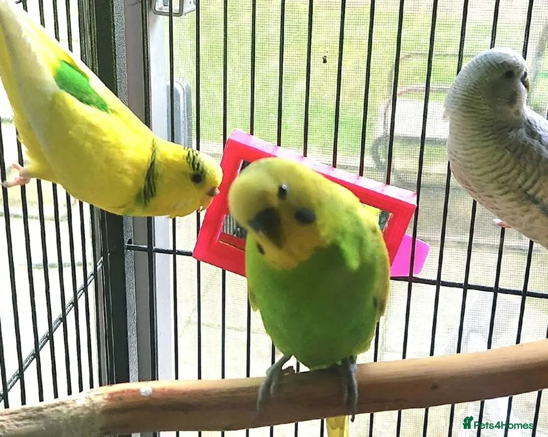 Parrots birds for sale: Premium Hand-Reared Parrots–Reserve Today in Leamington Spa - Advert 8