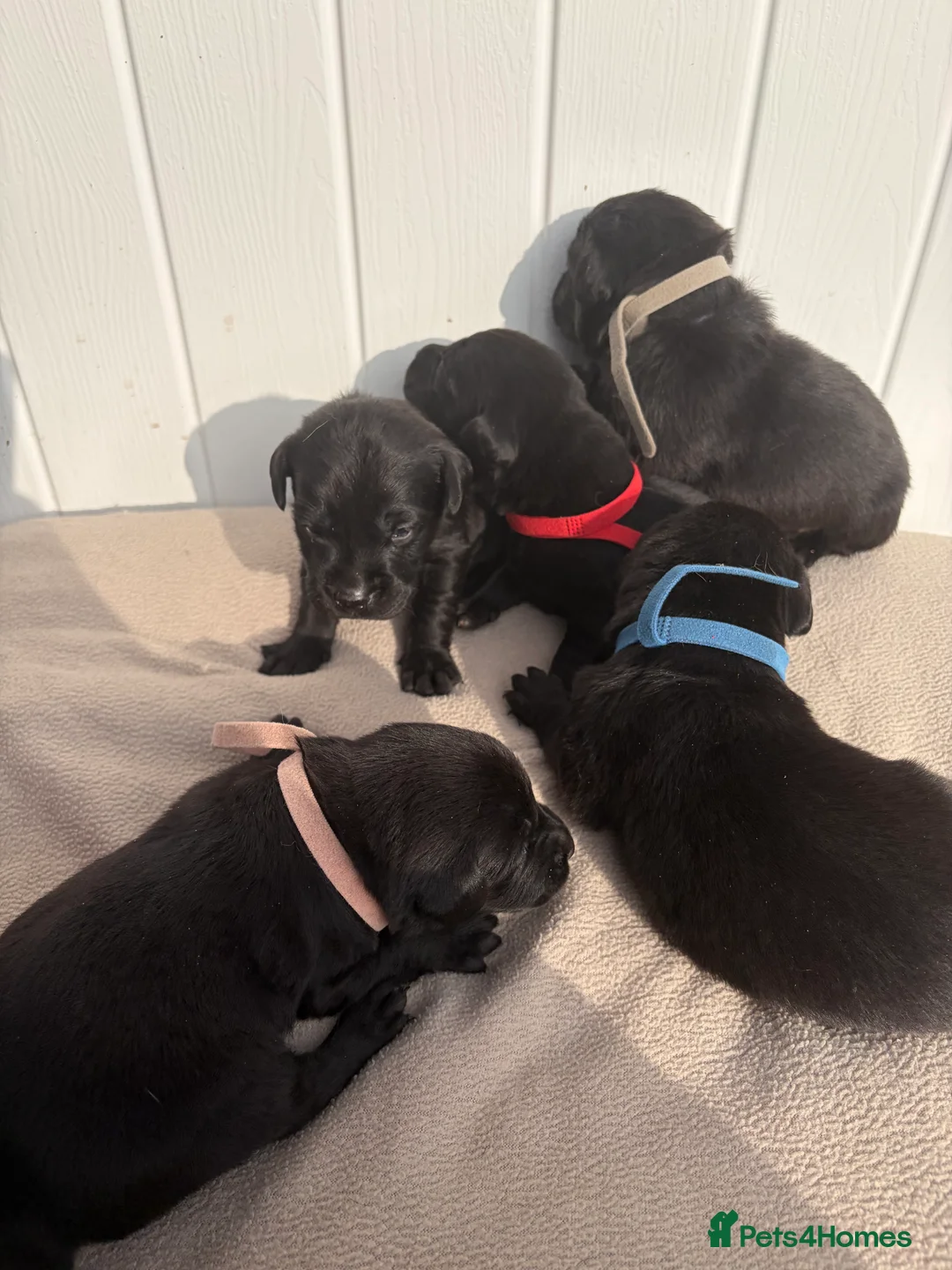 Labrador Retriever dogs for sale: Kc registered Labradors  - Advert 2
