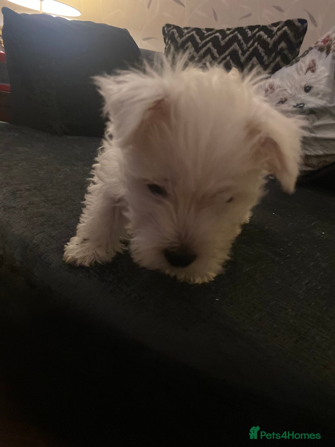 West Highland Terrier dogs for sale: Beautiful boy Westies  - Advert 2