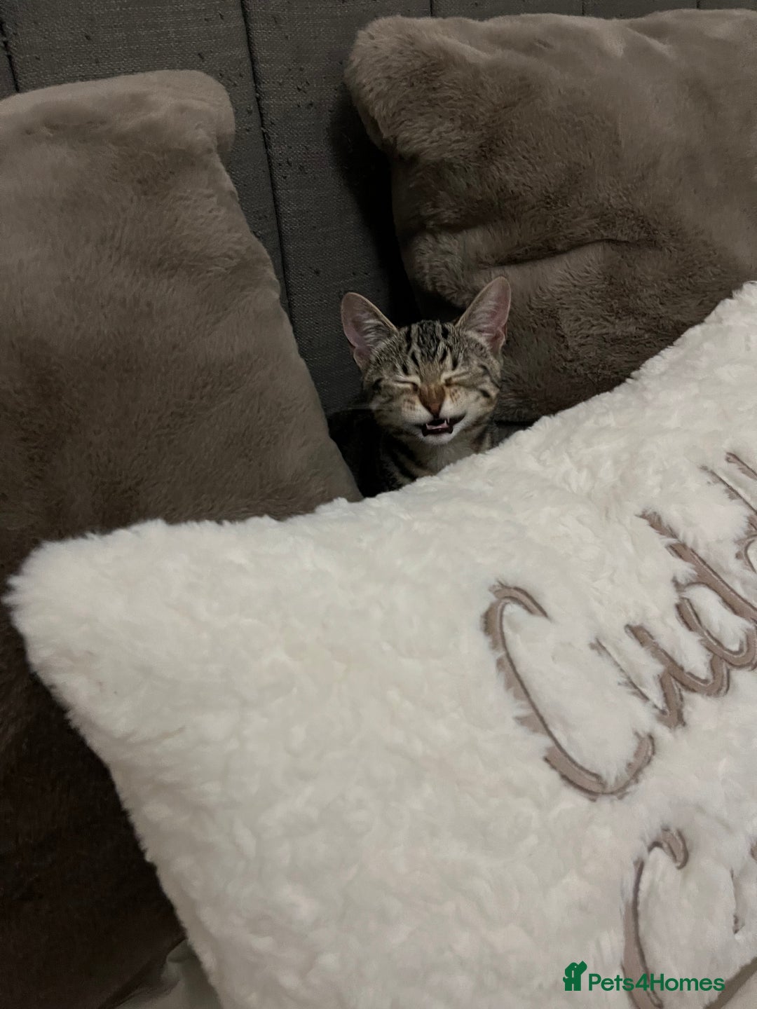 British Shorthair cats for sale: Bonded Sister Kittens for Rehoming - Advert 23