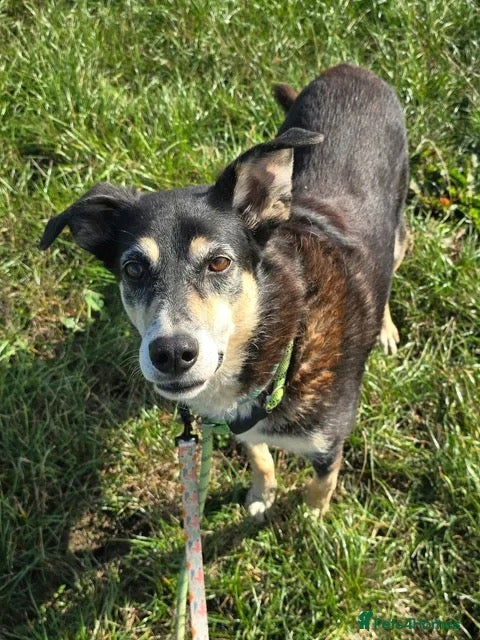 Mixed Breed dogs TESS ❤️ - Advert 1