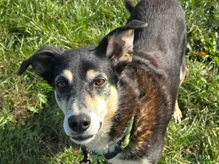 Mixed Breed dogs TESS ❤️ - Advert 1