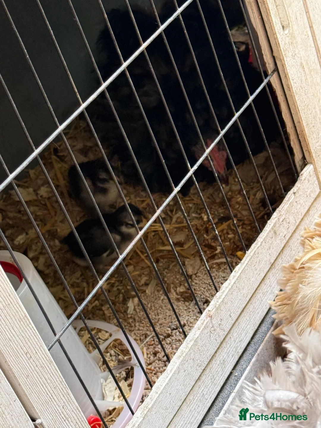 Chickens poultry for sale: Black Pekin bantam chicks  - Advert 5