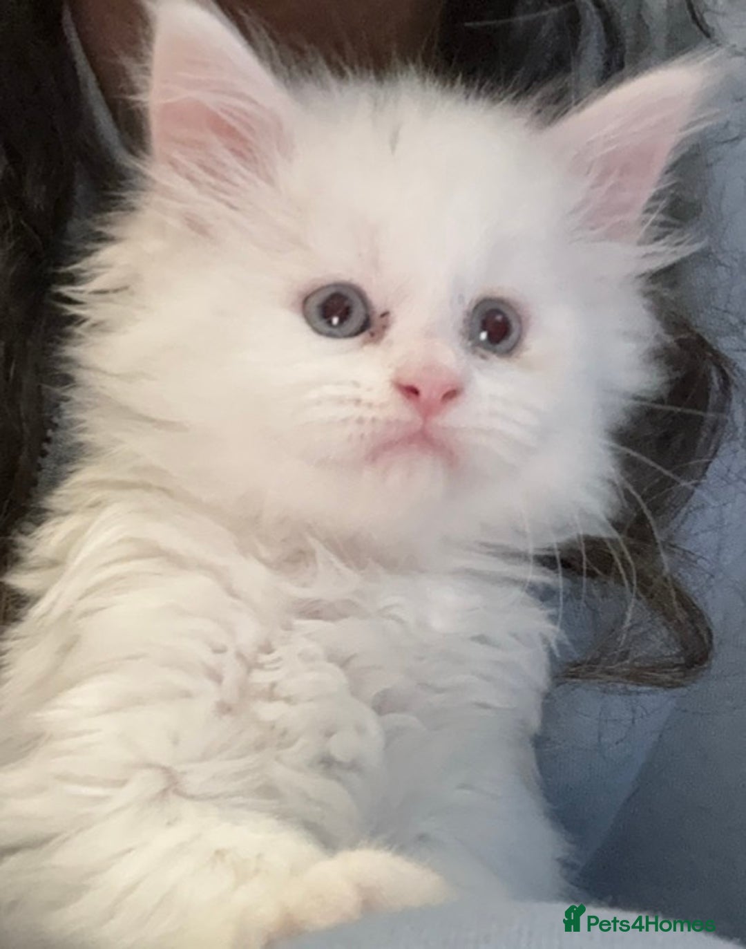 Maine Coon cats for sale: White and Tabby full breed Maine coons for sale  - Image 2