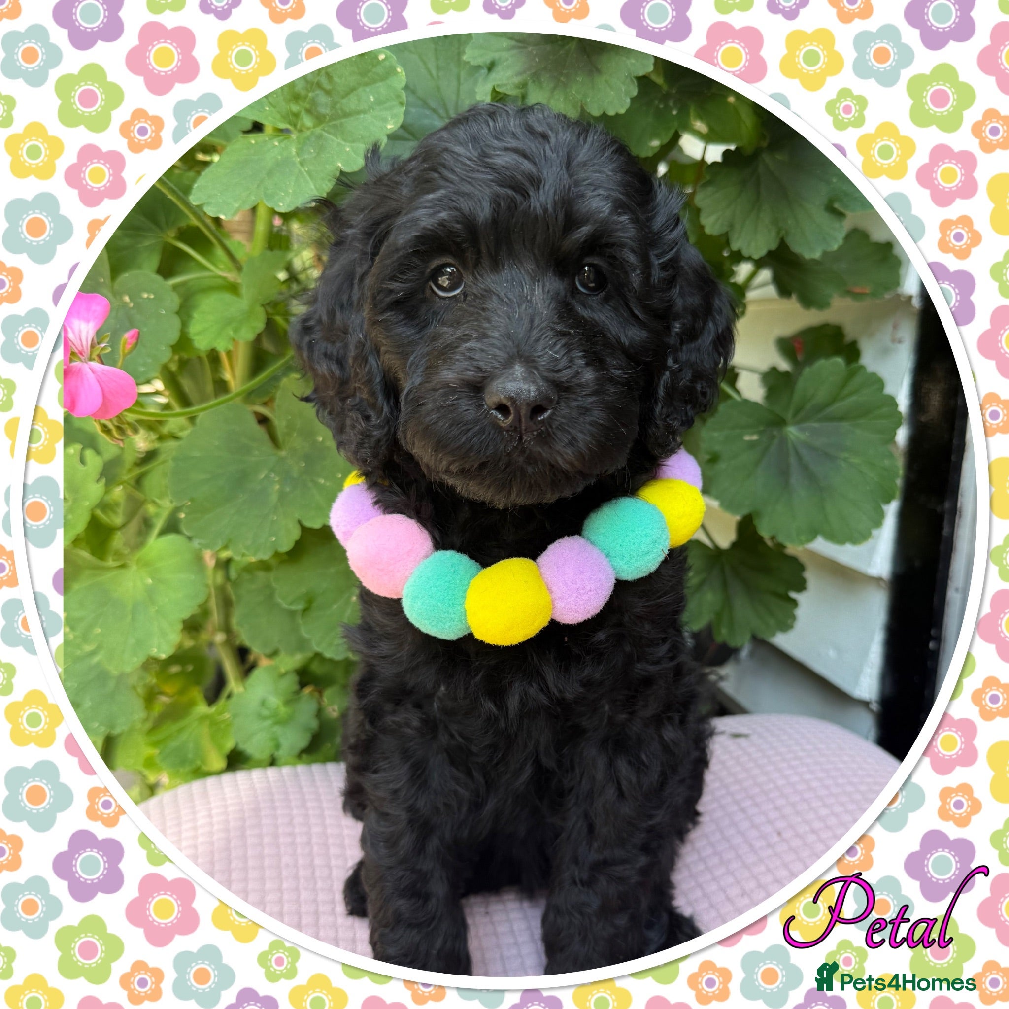 Labradoodle dogs 🌈WHY CHOSE US?🌈NOT YOUR AVERAGE PUPS🌈 - Advert 1