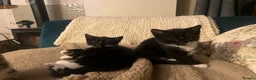 Mixed Breed cats for sale: 2 Tuxedo Tabby Boys in Shifnal - Advert 3
