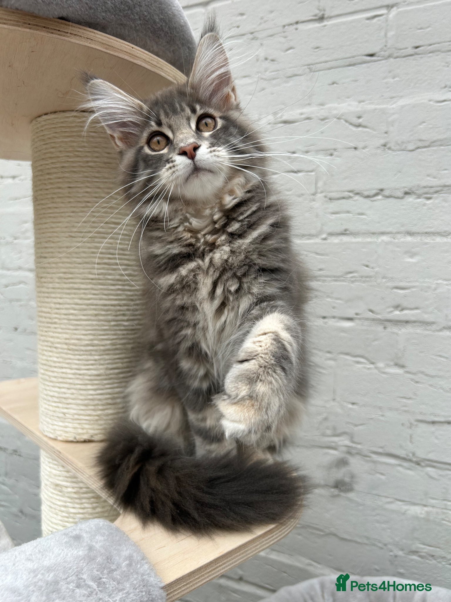 Maine Coon cats TICA reg Pedigree Maine Coon Kittens  - Advert 9