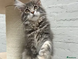 Maine Coon cats TICA reg Pedigree Maine Coon Kittens - Advert 6