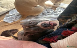 Staffordshire Bull Terrier dogs for sale: Bella  - Image 1