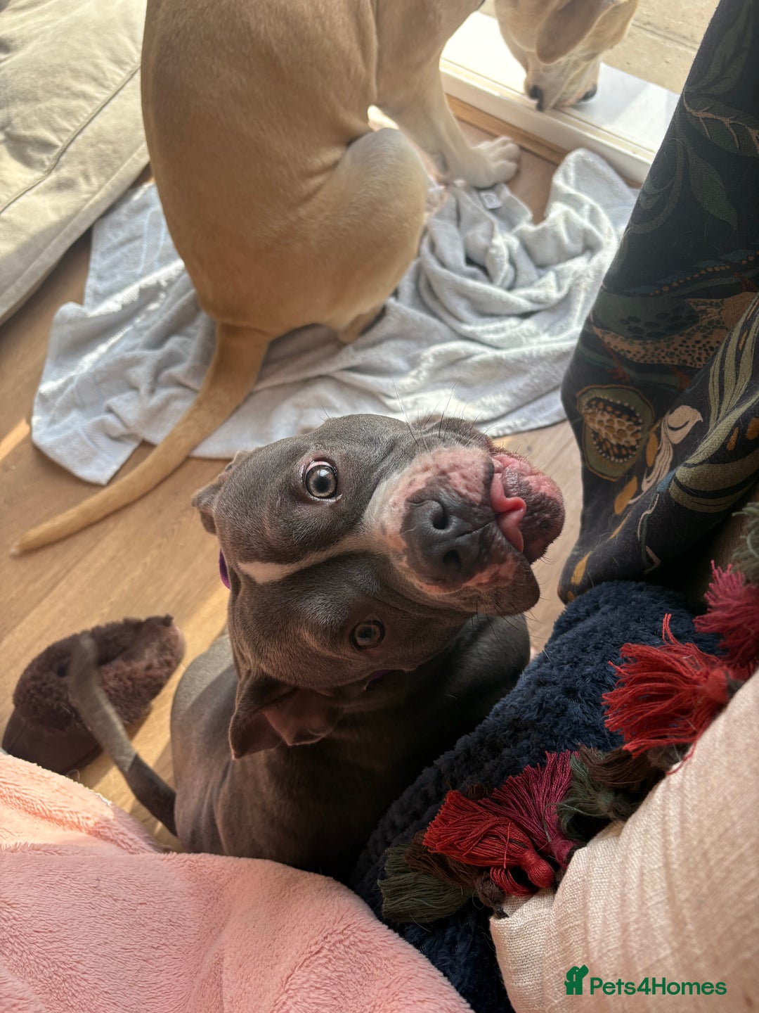 Staffordshire Bull Terrier dogs for sale: Bella  - Image 1