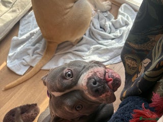 Staffordshire Bull Terrier dogs Bella - Advert 15