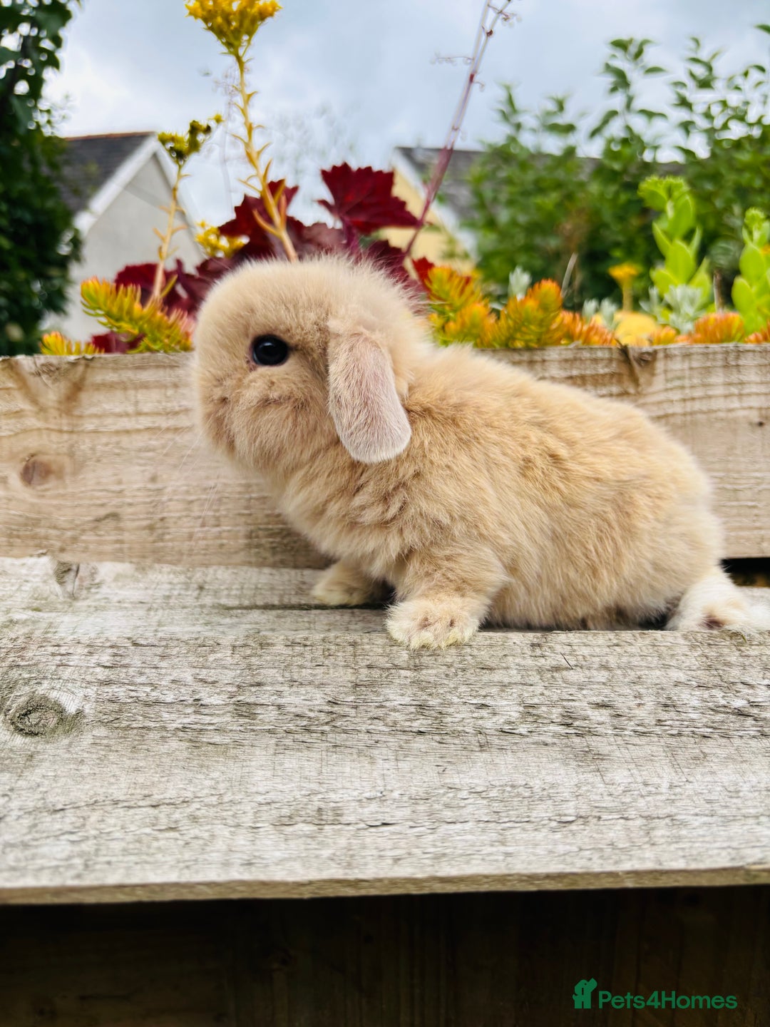 Mini Lop rabbits for sale: Adorable mini lop and lion lop babies - Image 1