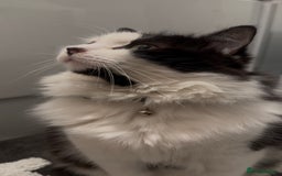 Ragdoll cats for sale: Teddy - Image 3