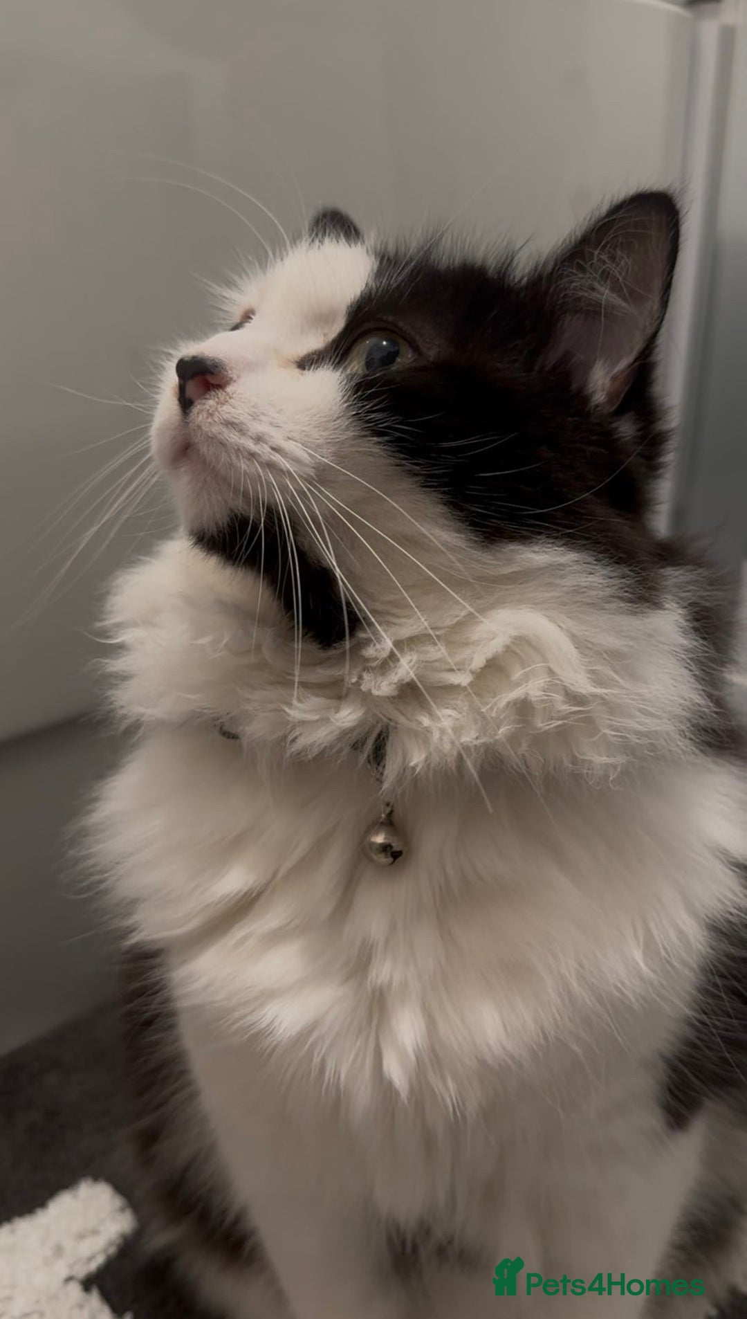 Ragdoll cats for sale: Teddy - Image 3