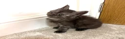 Maine Coon cats for sale: Stunning Fluffy Maine Coons - Advert 11
