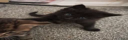 Mixed Breed cats for sale: Pretty female kitten - Advert 7