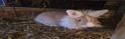 Lionhead rabbits for sale: Friendly, cute, fluffy lionhead bunnies- m and f - Advert 3