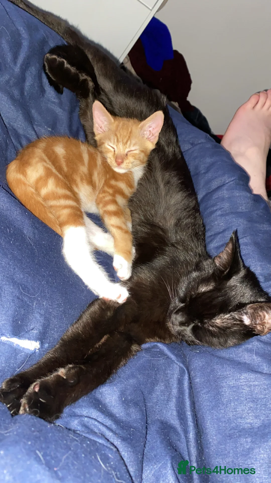 Mixed Breed cats for sale: Raven  in Tiverton - Advert 2