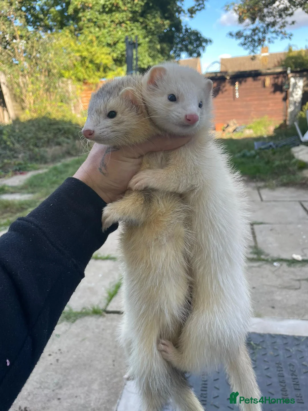 Ferret rodents for sale: Ferrets hobs silver and black eyed white  - Advert 1