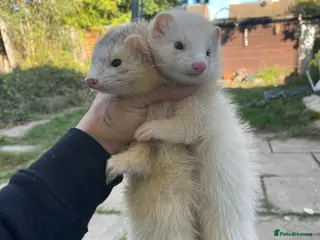 Ferret rodents Ferrets hobs silver and black eyed white - Advert 4