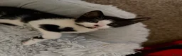 Mixed Breed cats for sale:  Beautiful Black & White Kittens Looking for home in Manchester - Advert 8