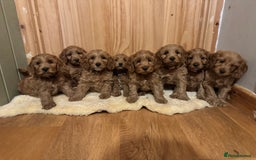 Cockapoo dogs for sale: Ready To Leave F1 Show miniature Cockapoos  - Image 11
