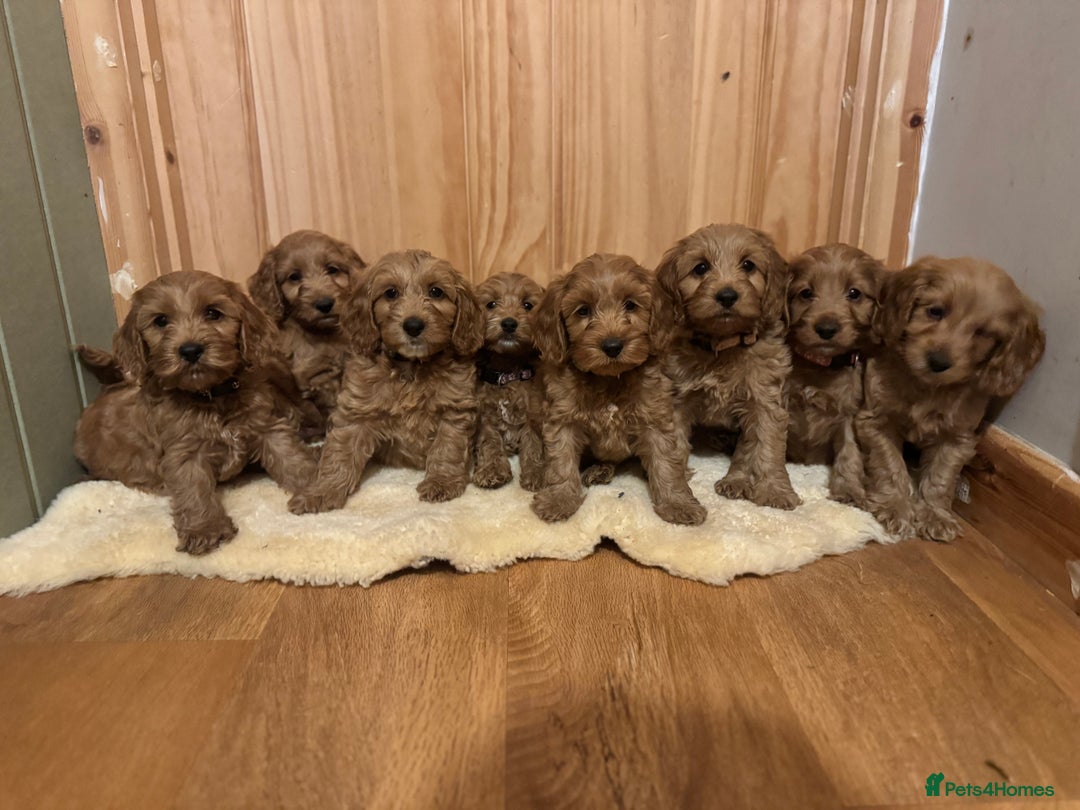 Cockapoo dogs for sale: Ready To Leave F1 Show miniature Cockapoos  - Image 11