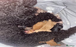 Miniature Poodle dogs for sale: Beautiful Miniature/Toy poodles  - Image 13