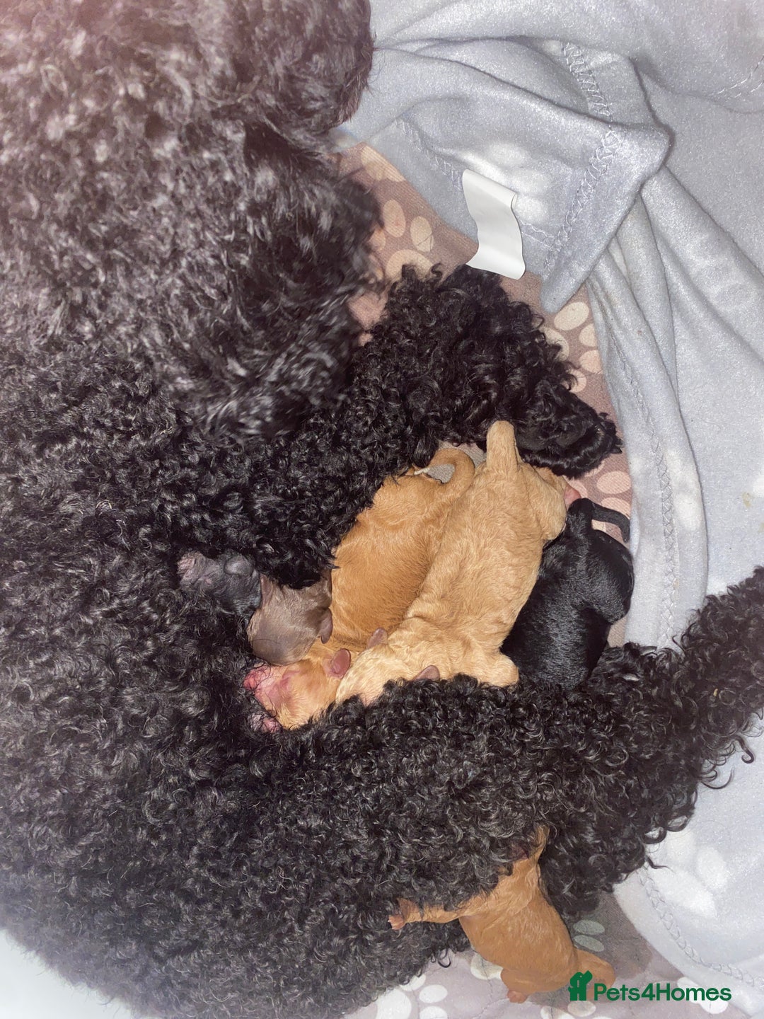 Miniature Poodle dogs for sale: Beautiful Miniature/Toy poodles  - Image 13