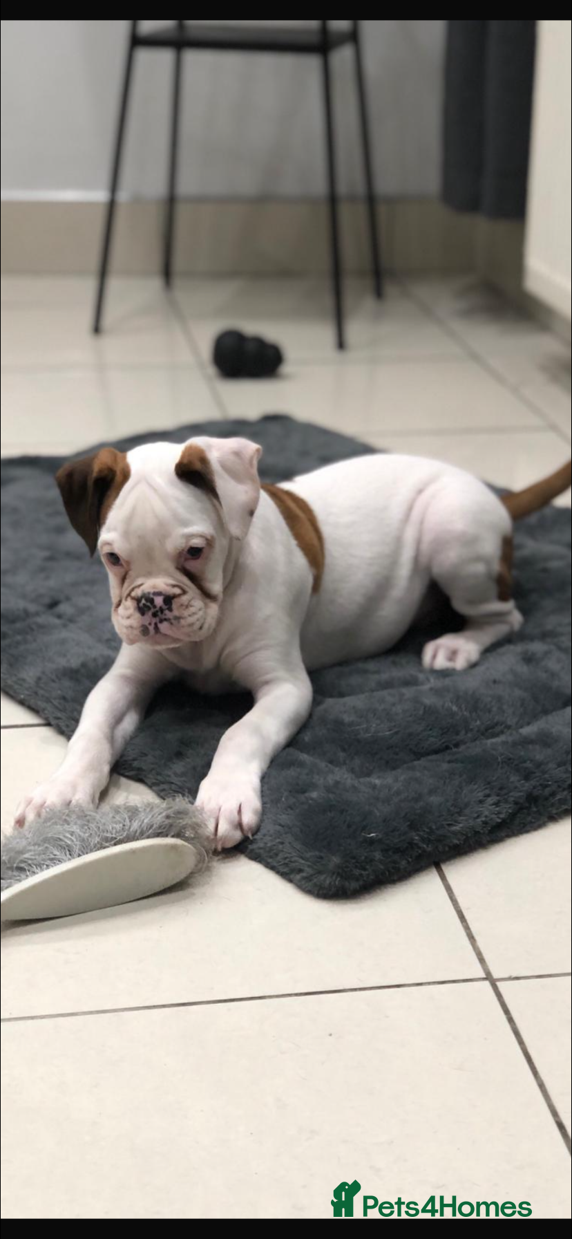 Boxer dogs Boxer pups  - Advert 2