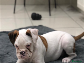 Boxer dogs Boxer pups - Advert 1