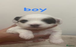 Jackapoo dogs for sale: Cavapoo x jack Russell puppies  - Image 7