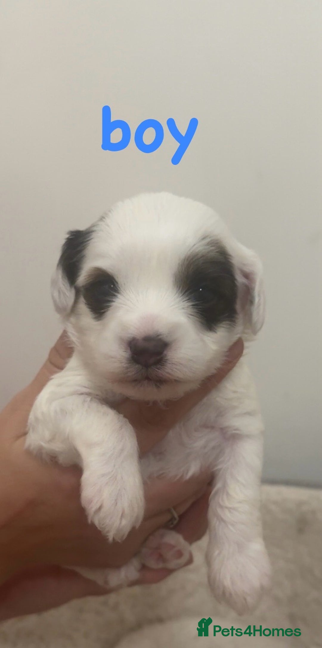 Jackapoo dogs for sale: Cavapoo x jack Russell puppies  - Image 7