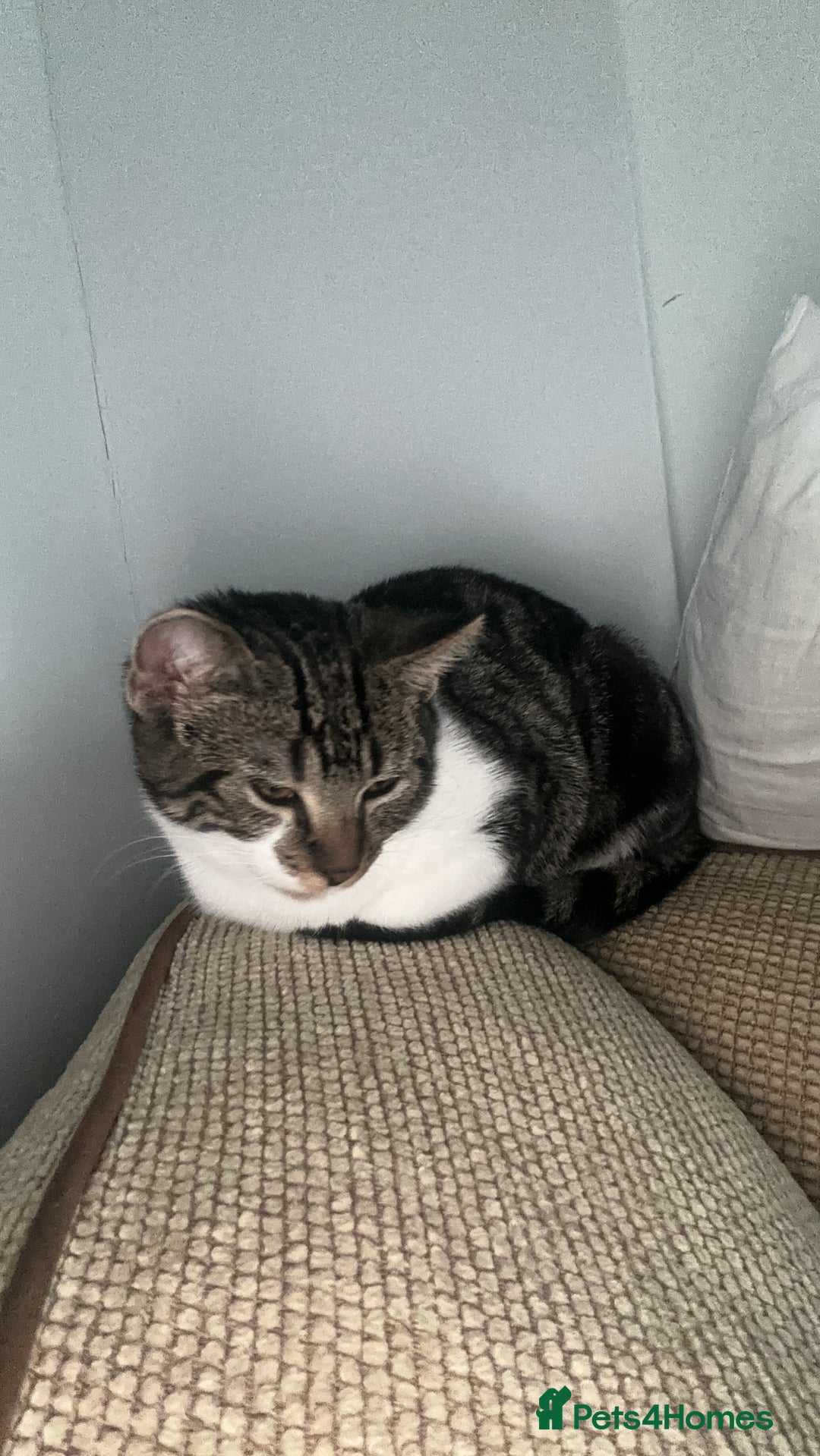 British Shorthair cats for sale: Rosie  - Advert 2