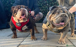 English Bulldog dogs for sale: Bettie & 007 babies short compact   - Image 2