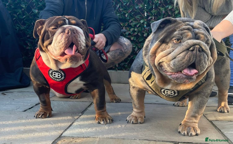 English Bulldog dogs - Advert 4