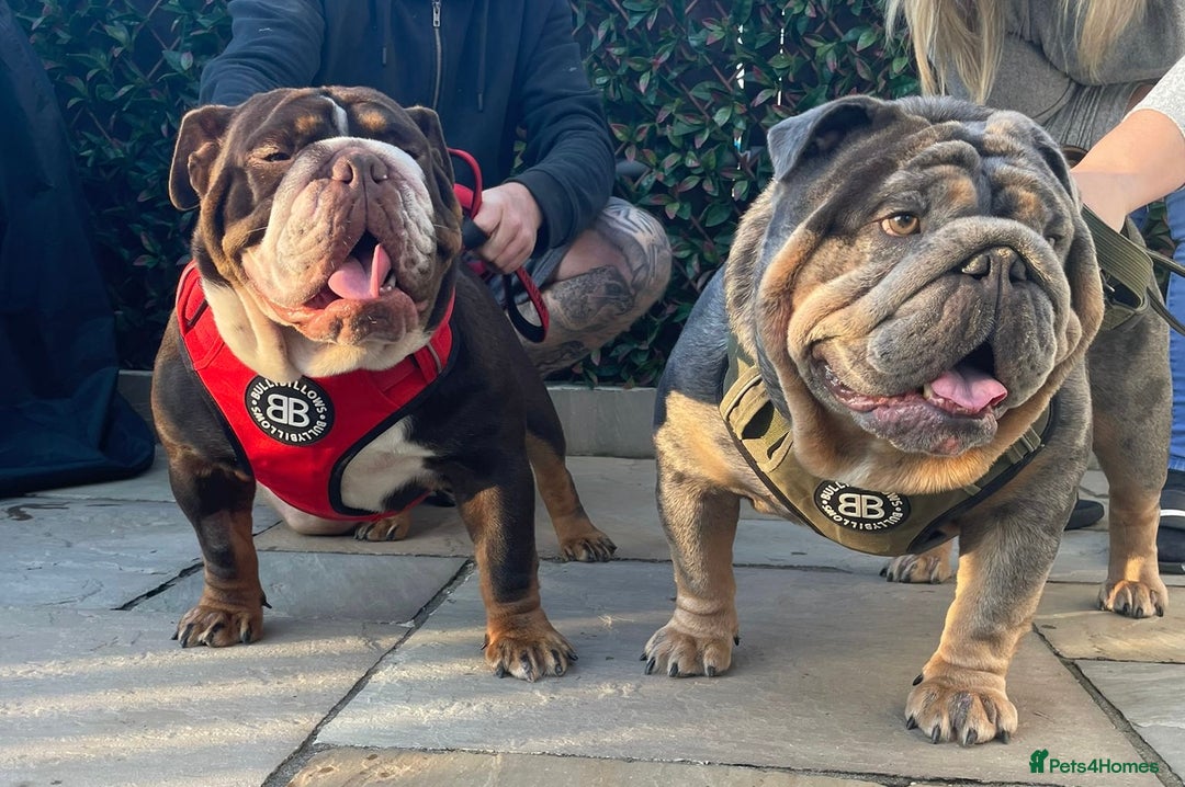 English Bulldog dogs for sale: Bettie & 007 babies short compact   - Image 2