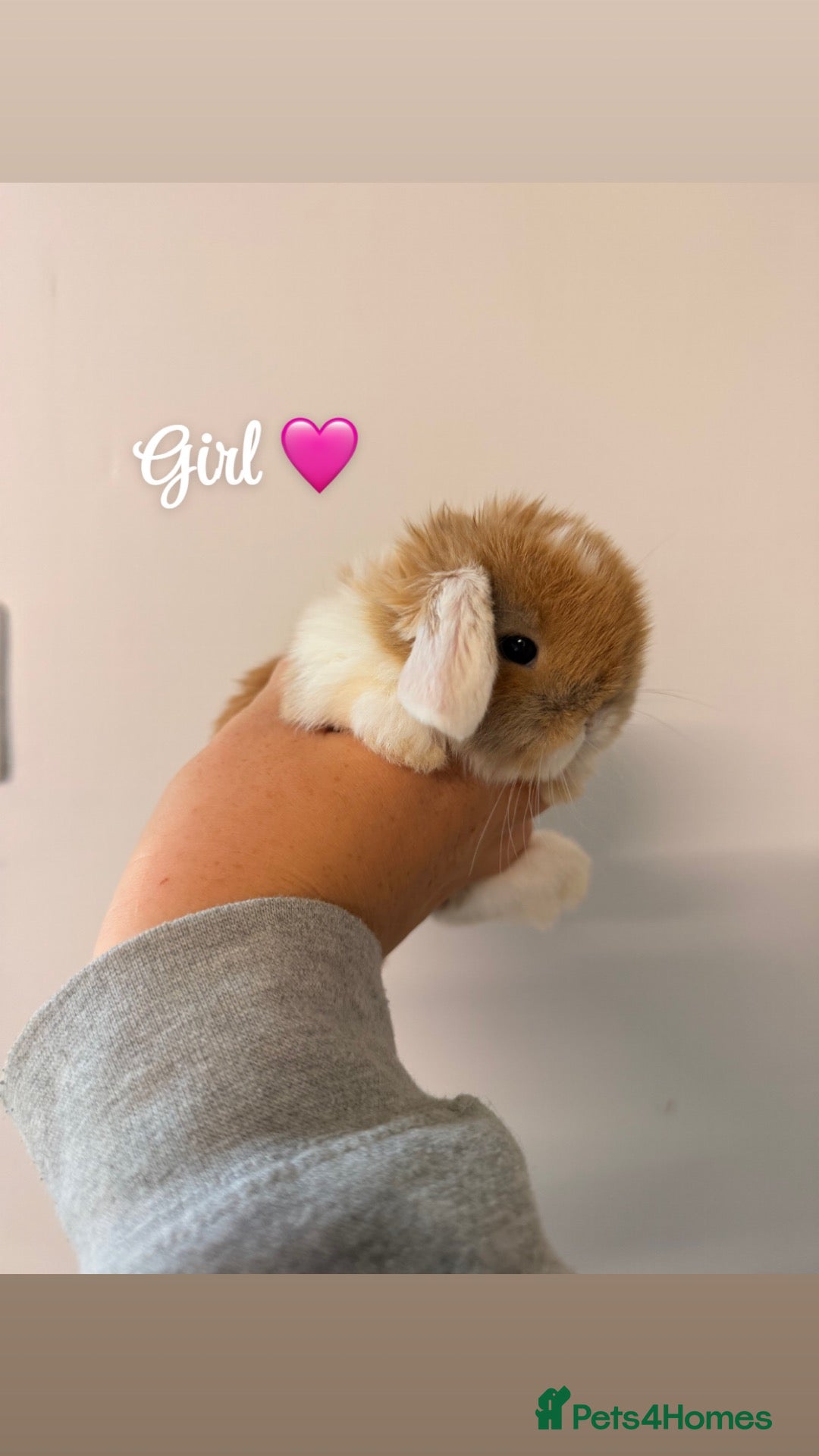 Mini Lop rabbits for sale: Last female Gorgeous mini lop  - Advert 6