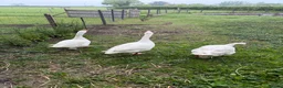 Geese poultry for sale: 3 geese looking for new home  in Langport - Advert 3
