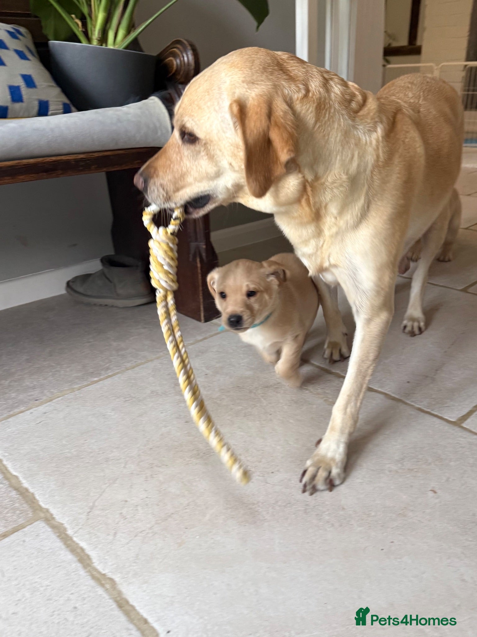 Labrador Retriever dogs Two adorable golden Labrador puppies - Advert 2