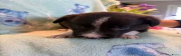 Border Collie dogs for sale: Boarder Collie puppies looking for active homes in Worcester - Advert 7