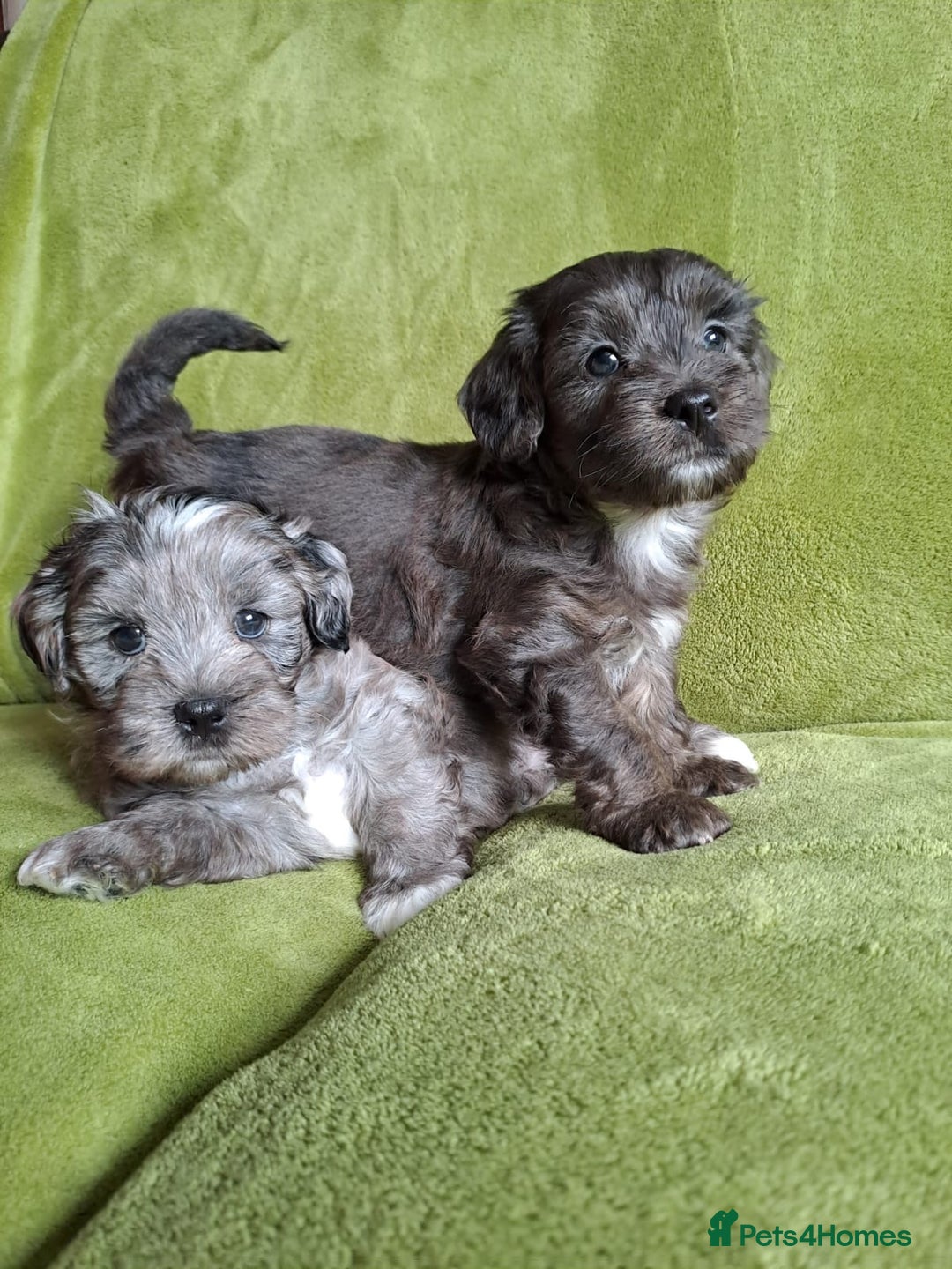 Lhasapoo dogs for sale: Lhasa Apso x Toy Poodle pups. Ready 11.09.25 - Image 13