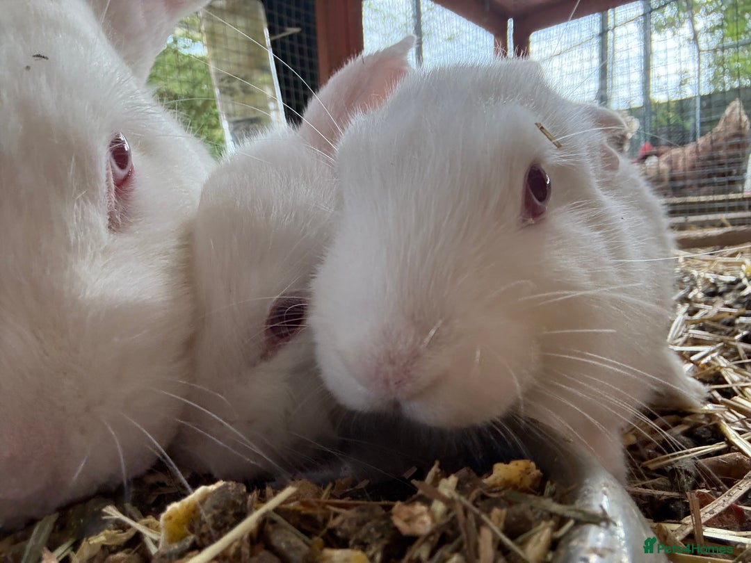 English Lop rabbits for sale: Lop eared bunnies - Image 5