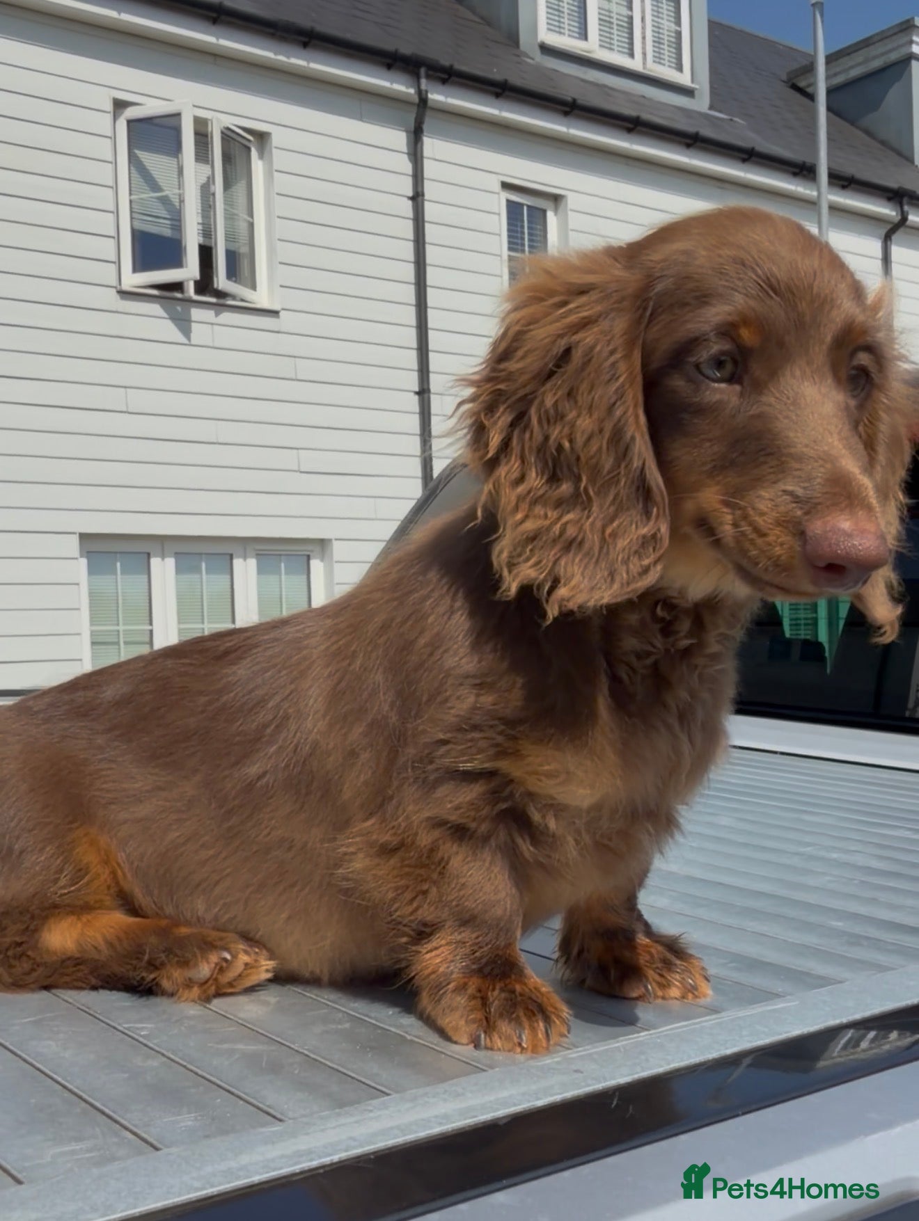 Miniature Dachshund dogs Long Haired Miniature Dachshund-Isabella&Chocolate - Advert 1