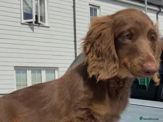 Miniature Dachshund dogs Long Haired Miniature Dachshund-Isabella&Chocolate - Advert 3