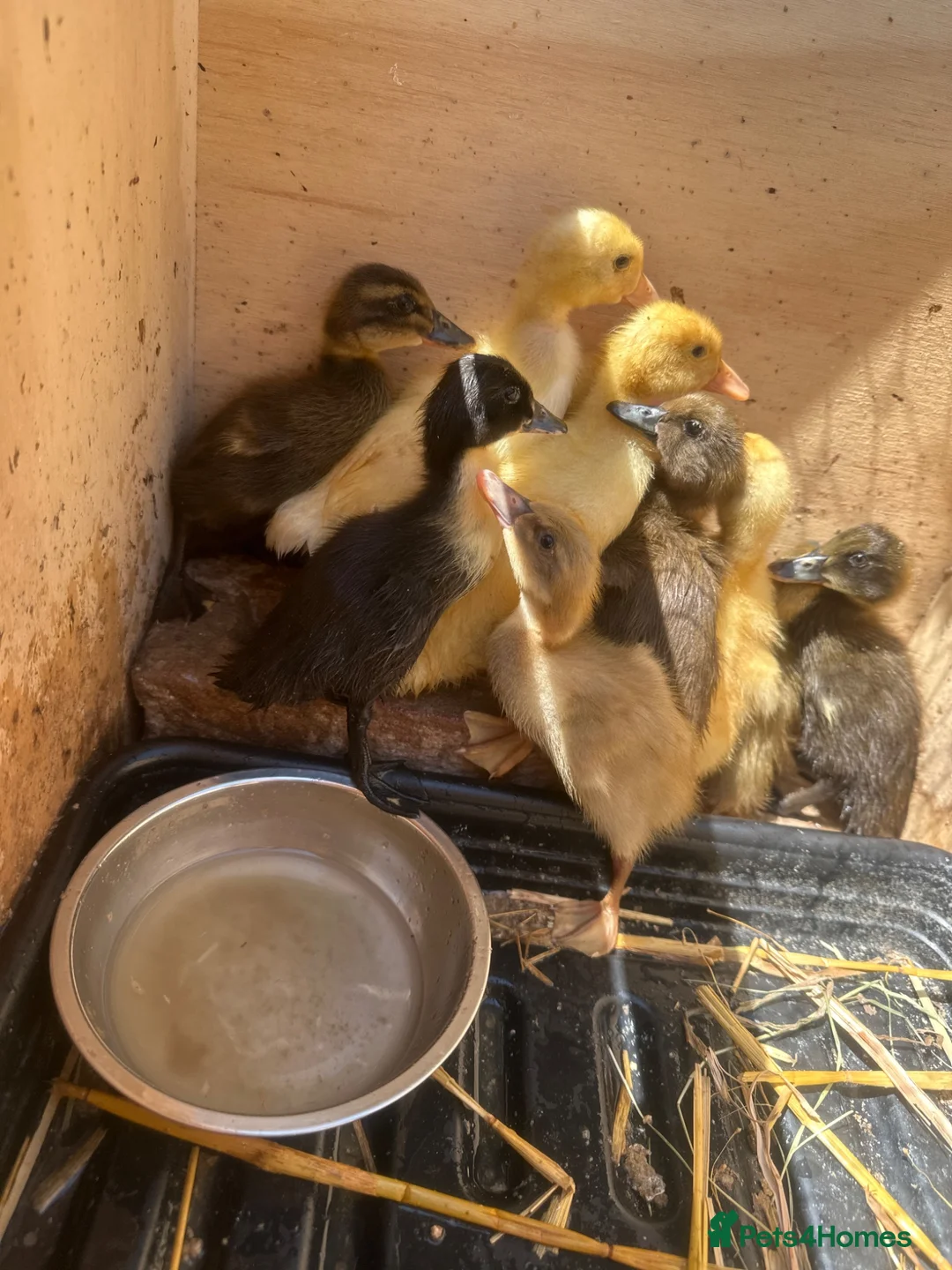 Ducks poultry for sale: Indian runner ducklings Unsexed  - Advert 2